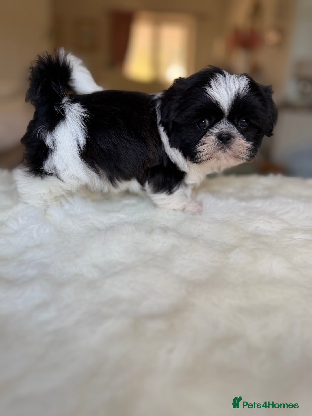 Shih Tzu dogs for sale: AMERICAN IMPERIAL SHIH TZU PUPPIES - Image 17