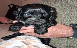 Cocker Spaniel dogs for sale: Adorable Cock-a-tzu puppies  - Image 3