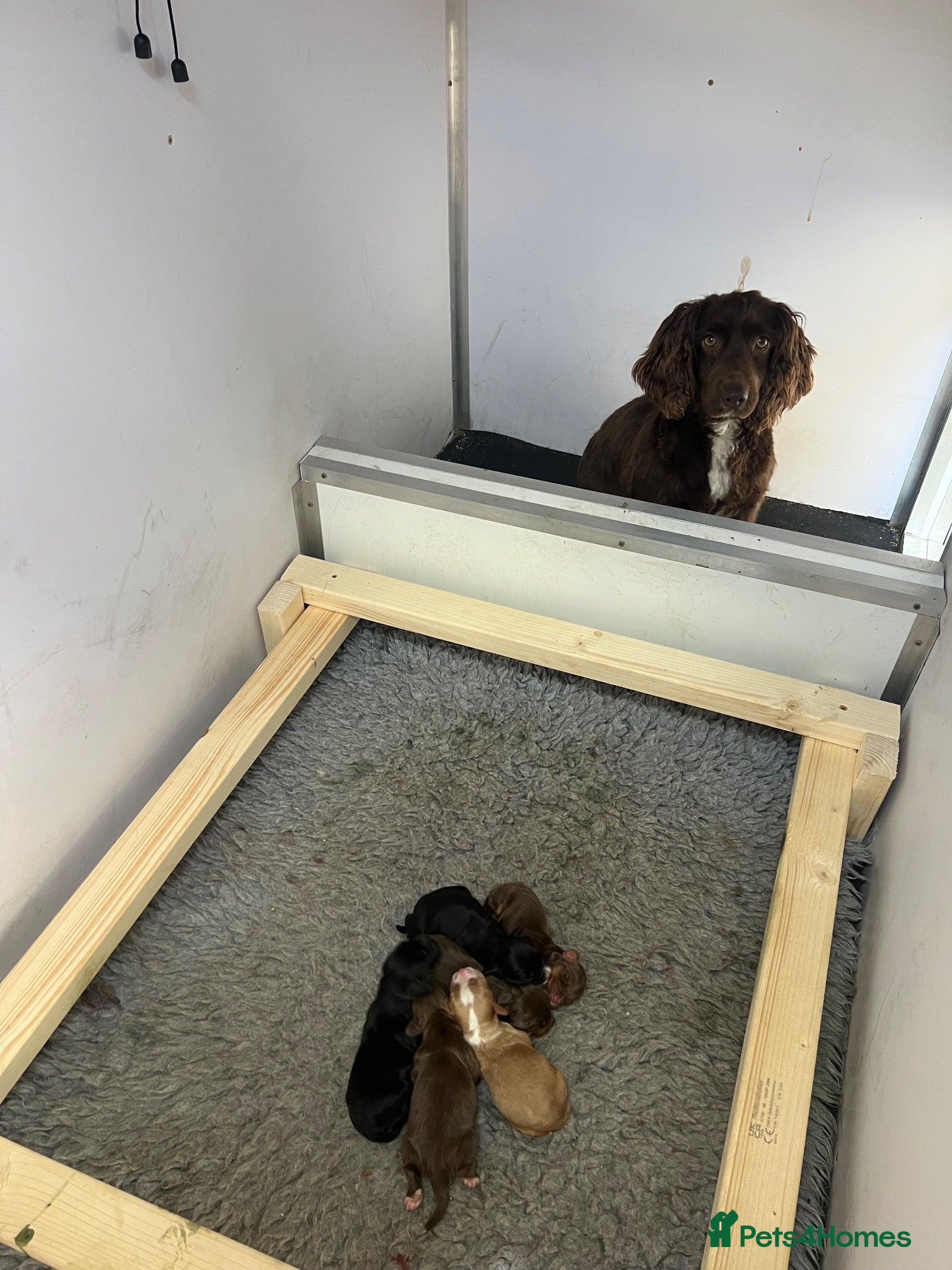 Cocker Spaniel dogs Cocker spaniel pups - Kc registered  - Advert 2