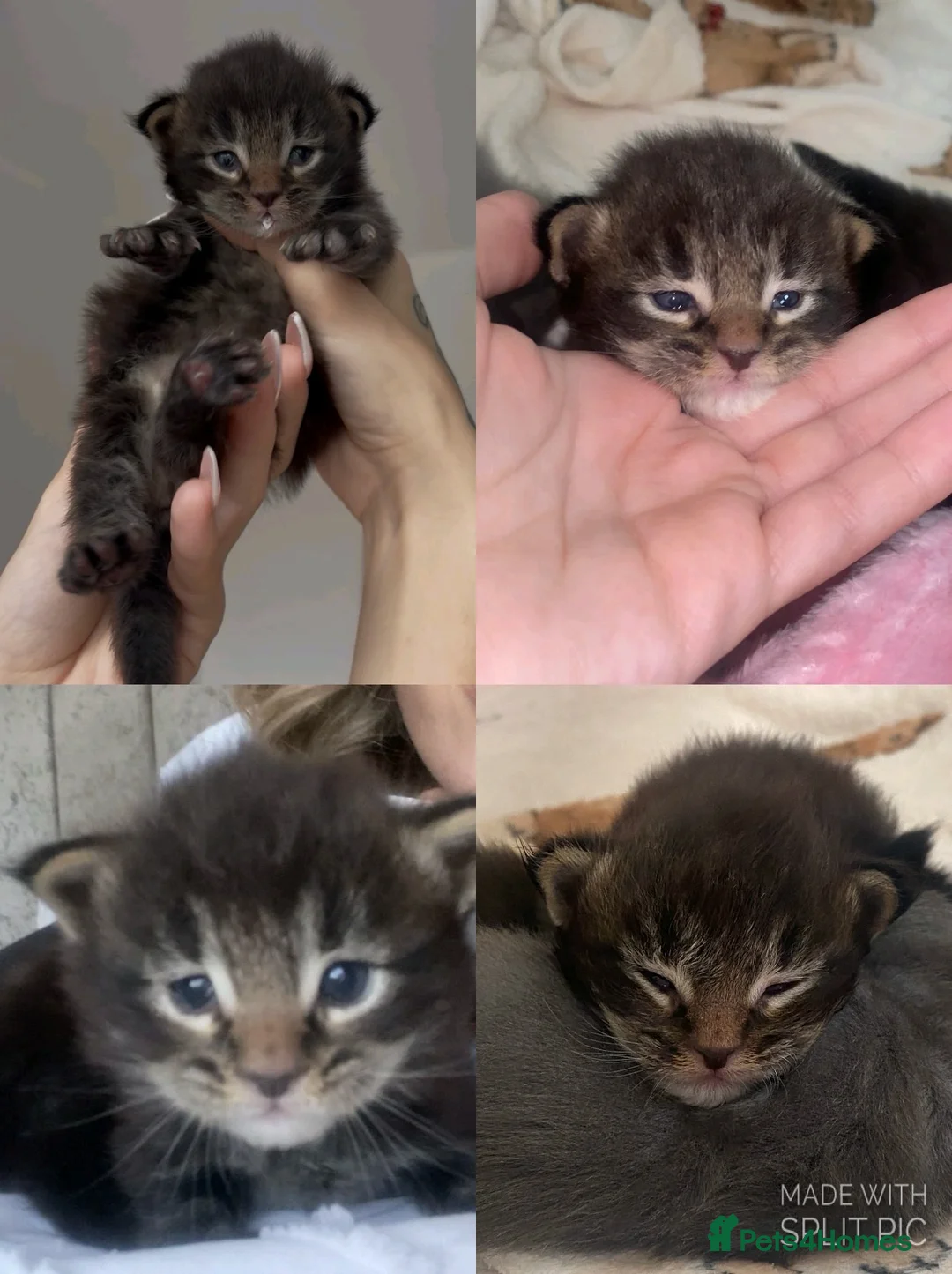 Maine Coon cats for sale: 2 MALE MAINE COON KITTENS FOR SALE  in Walsall - Advert 1