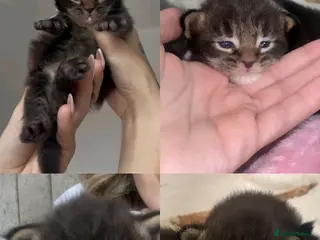 Maine Coon cats 2 MALE MAINE COON KITTENS FOR SALE - Advert 10