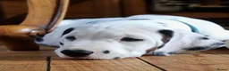 Dalmatian dogs for sale: 2 KC dogs and bitches looking for forever homes. - Advert 10