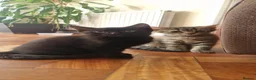 Mixed Breed cats for sale: Domestic Cat - Advert 6