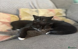 Domestic Shorthair cats for sale: Kittens  - Image 1