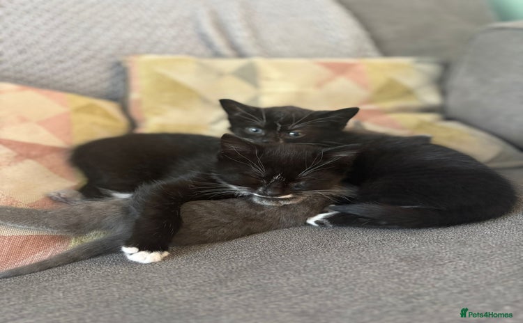 Domestic Shorthair cats - Advert 1