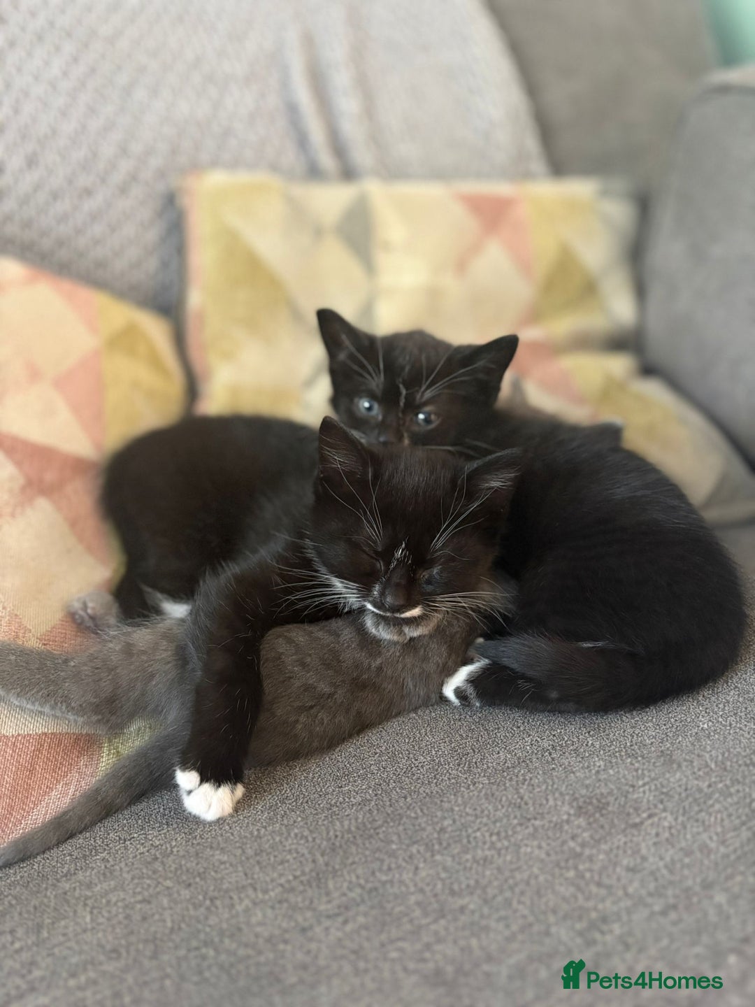 Domestic Shorthair cats for sale: Kittens  - Image 1