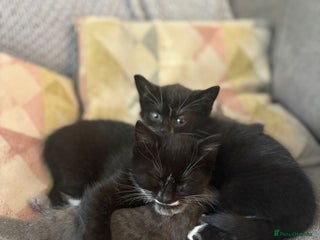 Domestic Shorthair cats - Advert 31