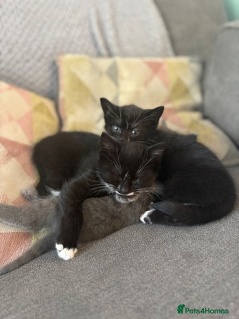 Domestic Shorthair cats - Advert 4