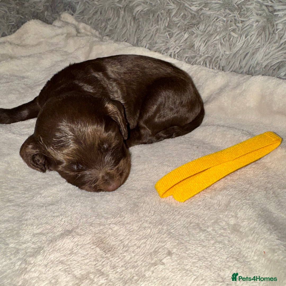 Cocker Spaniel dogs for sale: 🐶THE 8 MISFITS of SHEER BEAUTY🐶 - Advert 7