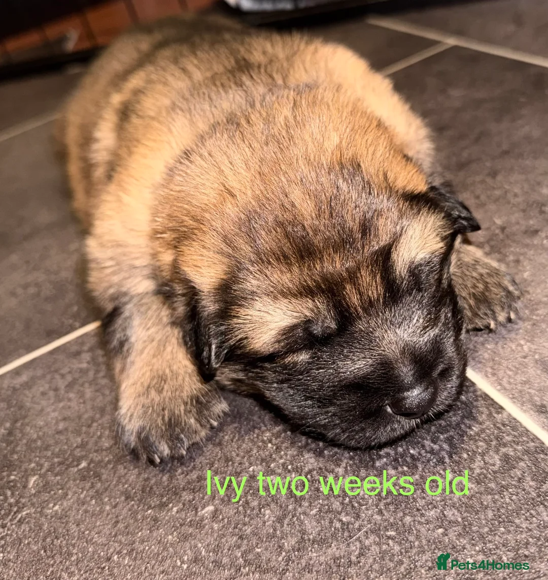 German Shepherd dogs for sale: 🐶🐶German Shepherd Puppies🐶🐶 - Advert 16