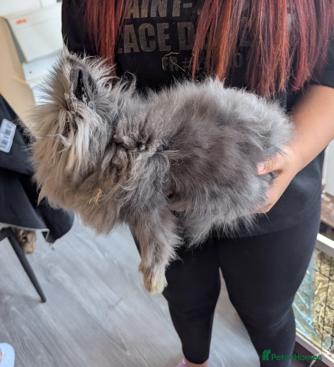 Lionhead rabbits for sale: Male Rabbit  in Doncaster - Advert 2