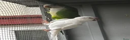 Parrots birds for sale: PROVEN breeding pair of quakers in Faversham - Advert 7