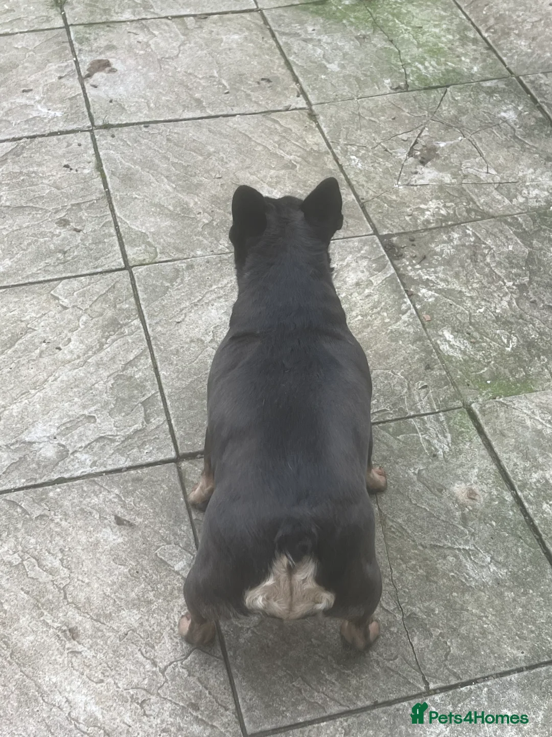 French Bulldog dogs for sale: French bulldog female for sale  - Advert 4