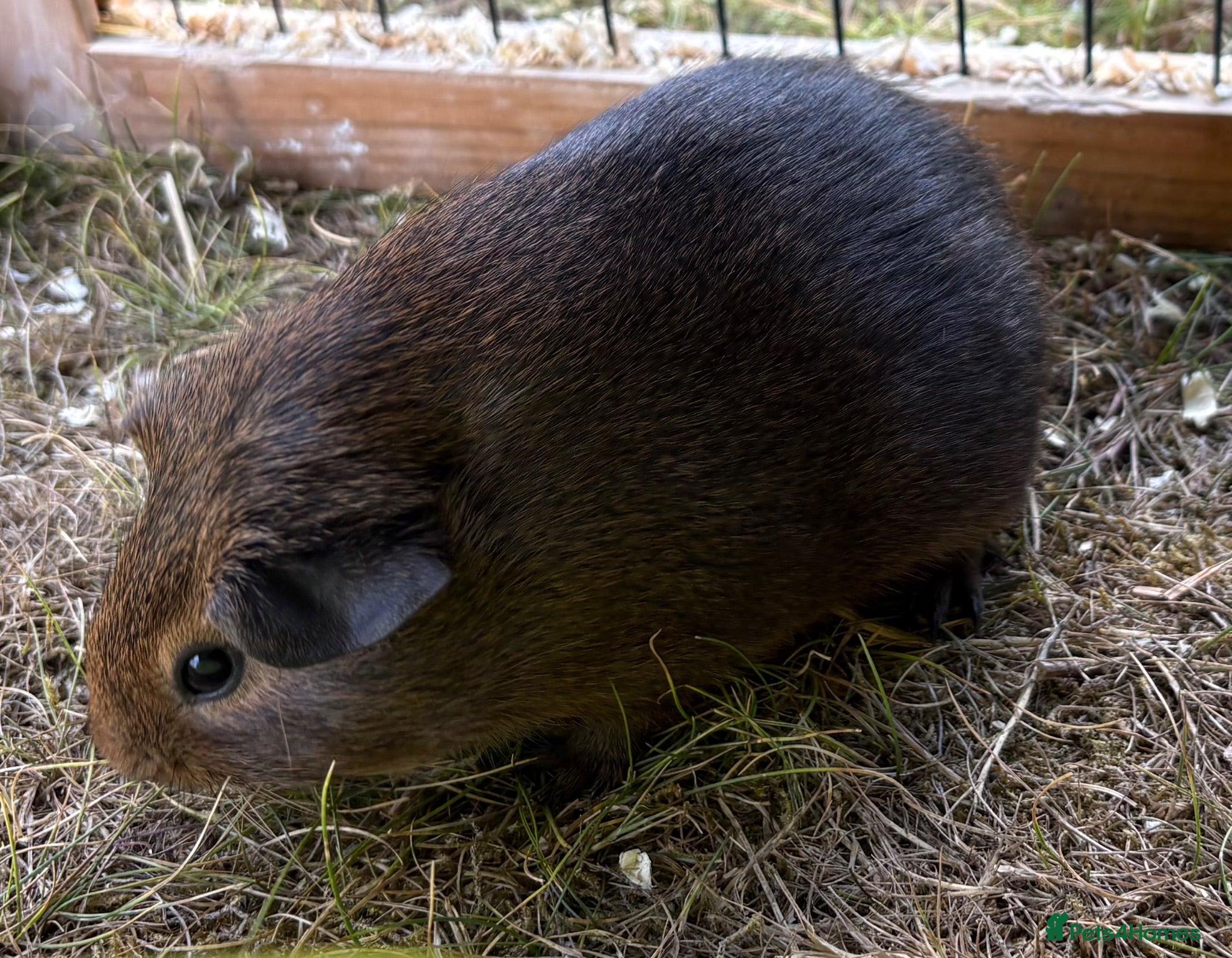 Guinea Pig rodents Baby Girl Guinea Pig - Advert 1