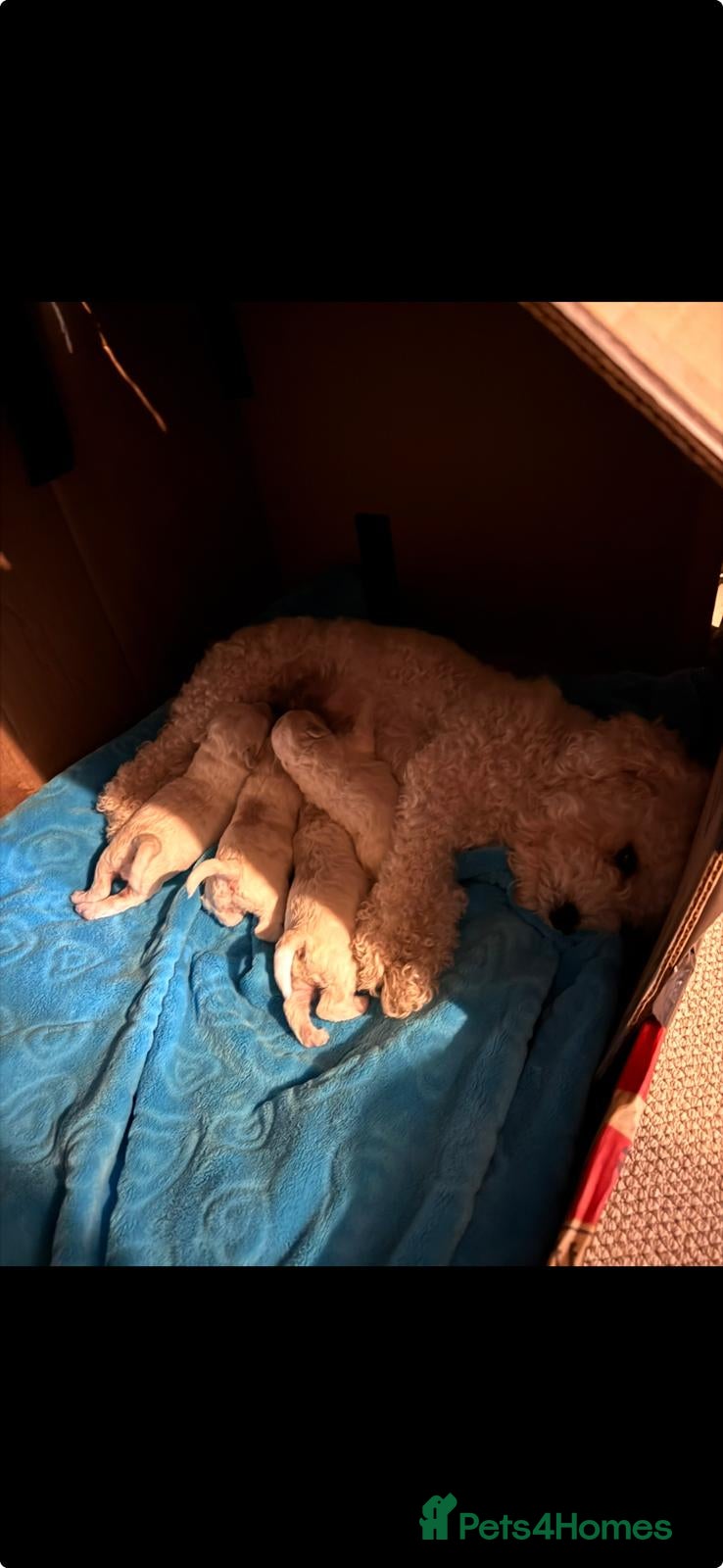 Bichon Frise dogs Stunning quality bichon-frise puppies ,ready to go - Advert 1