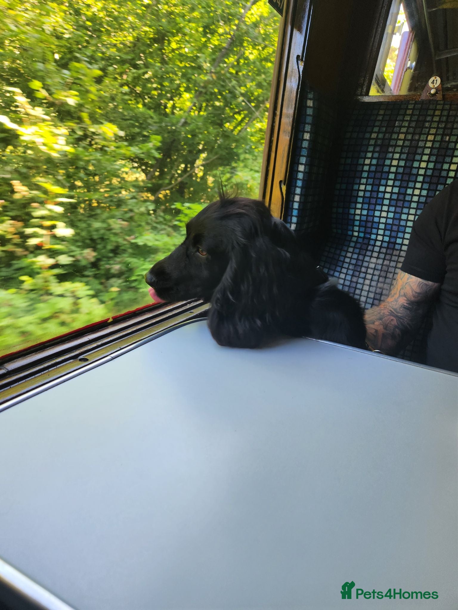Cocker Spaniel dogs Hattie is looking for a new home - Advert 1