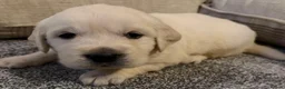 Golden Retriever dogs for sale: Super fluffy cream pups in Newark - Advert 37