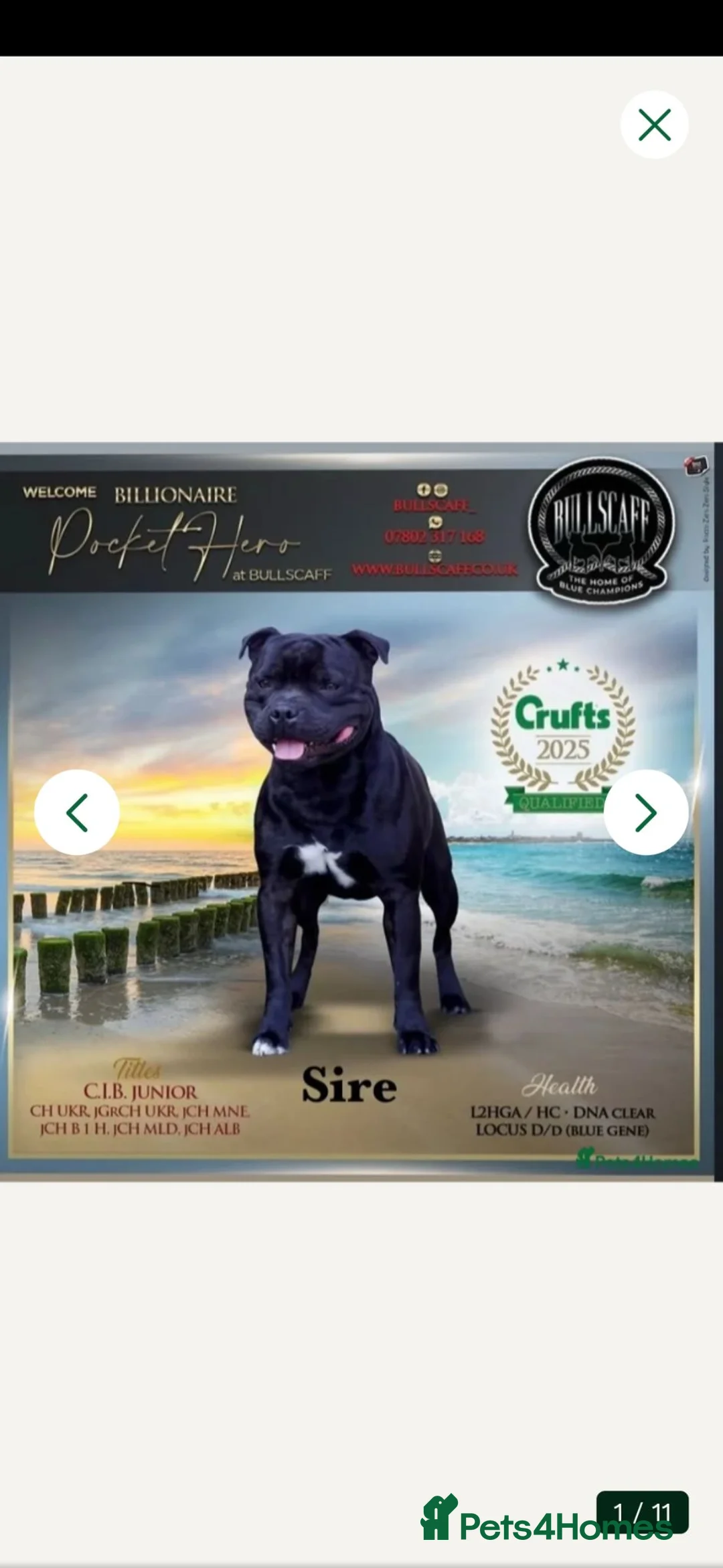 Staffordshire Bull Terrier dogs for sale: 💥Champion blood lines💥 - Advert 1