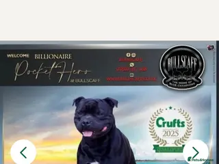 Staffordshire Bull Terrier dogs 💙LAST 2 BOYS💥Champion blood lines💥 - Advert 6