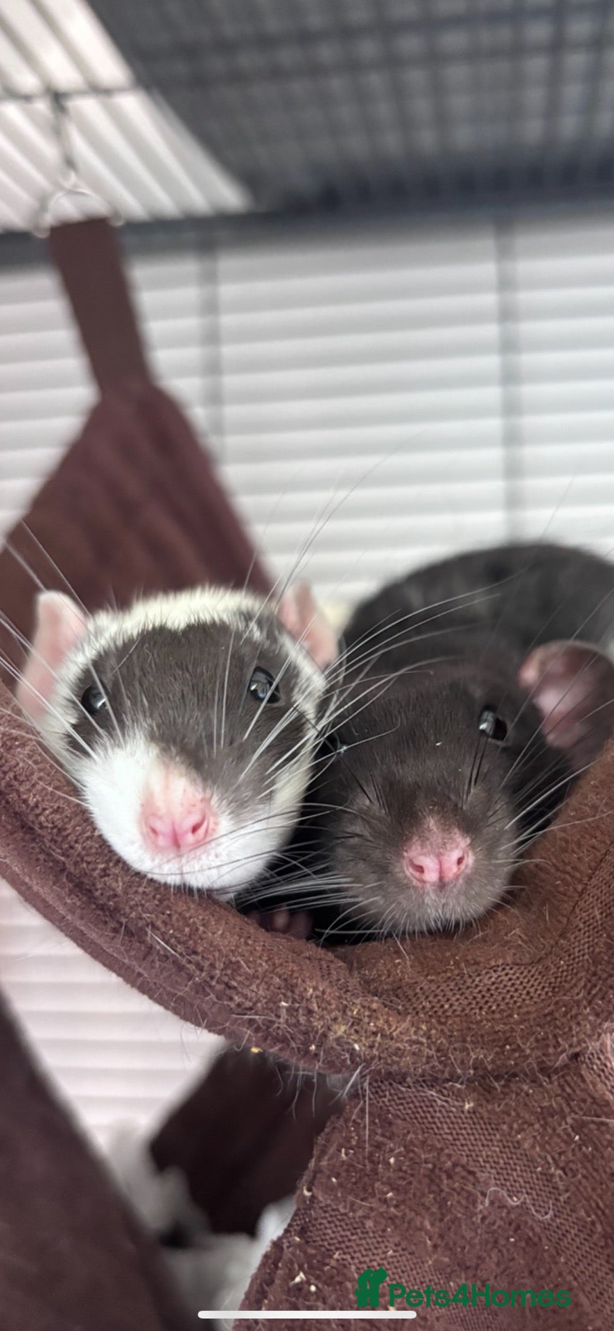 Rat rodents  OTTO & POE BONDED BROTHERS- 3 story cage included - Advert 1