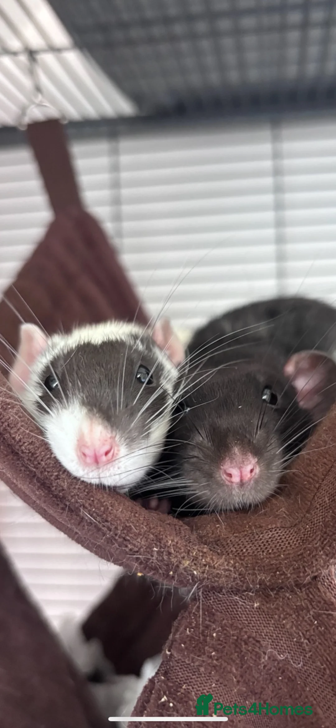 Rat rodents for sale:  OTTO & POE BONDED BROTHERS- 3 story cage included - Advert 1