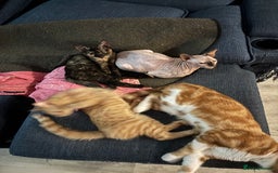 Sphynx cats for sale: Last ginger male ready to go now - Image 1