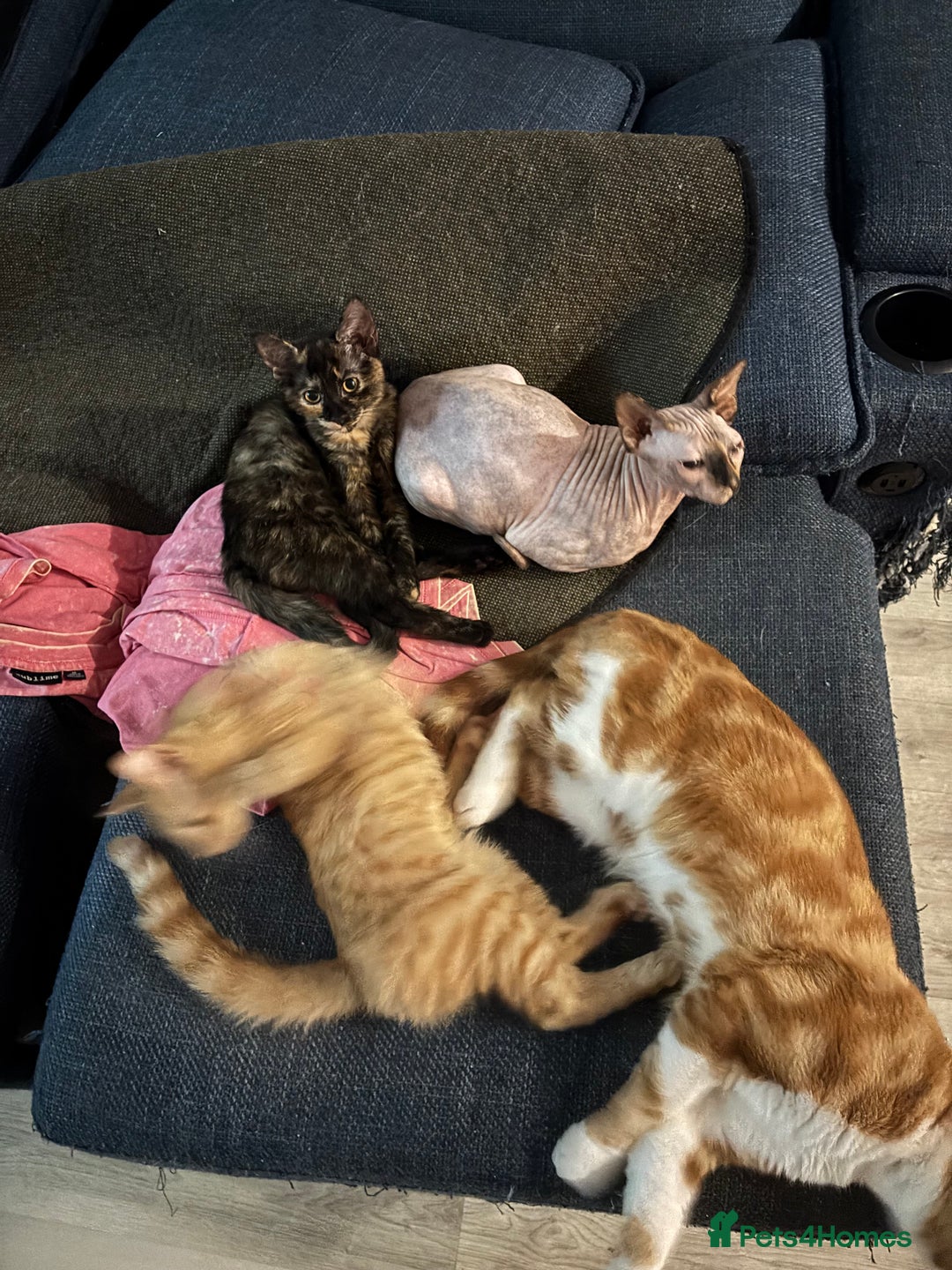 Sphynx cats for sale: Last ginger male ready to go now - Image 1