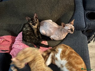Sphynx cats - Advert 7