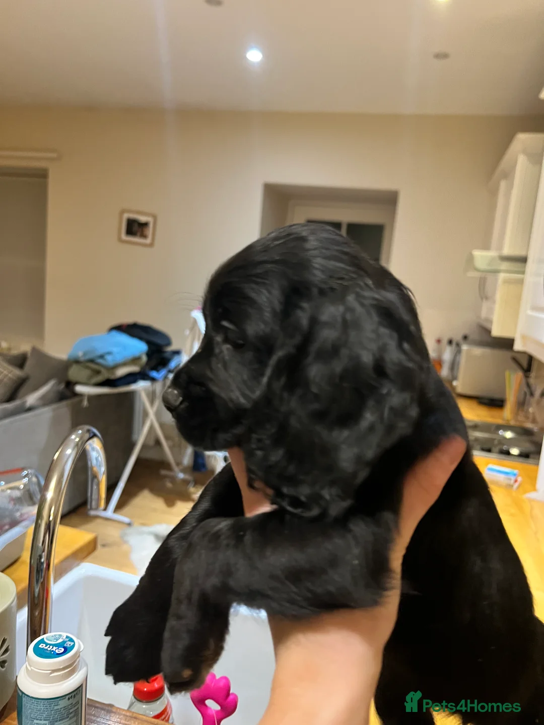 Cocker Spaniel dogs for sale: Working Cocker Spaniels 🥰 - Advert 4