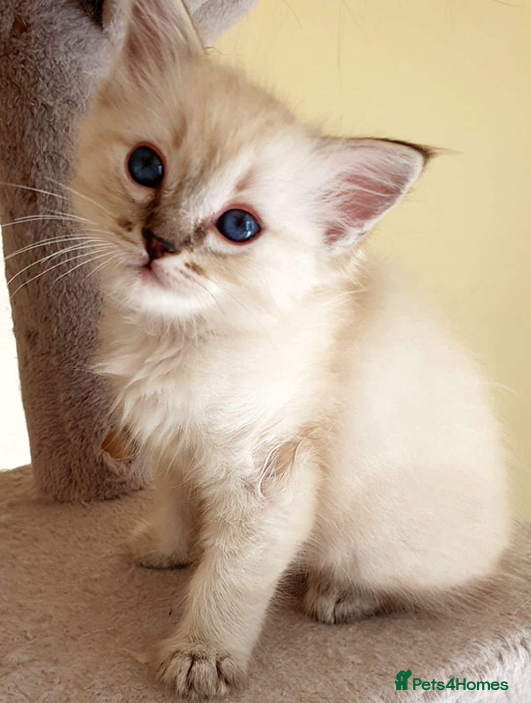 Ragdoll cats for sale: Stunning Adult Ragdoll and Kittens available!  - Image 5