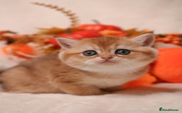 British Shorthair cats for sale: British SH and LH available  - Image 9