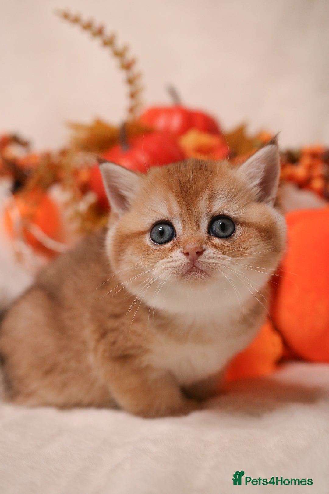 British Shorthair cats for sale: British SH and LH available  - Image 9