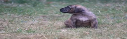 Presa Canario dogs for sale: World class presa canarios  - Advert 12