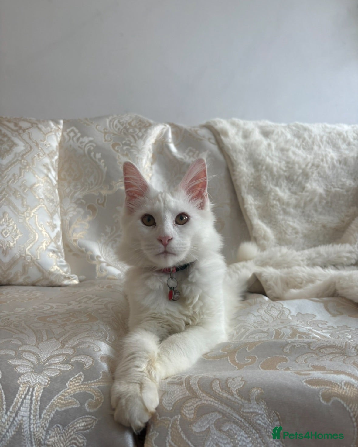 Maine Coon cats White female Maincoon  - Advert 12