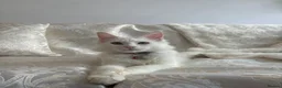 Maine Coon cats for sale: White female Maincoon  - Advert 1