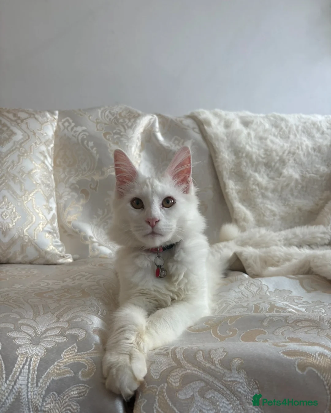 Maine Coon cats for sale: White female Maincoon  - Advert 1