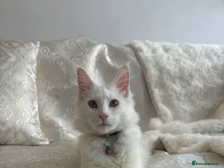 Maine Coon cats White female Maincoon - Advert 12