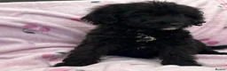 Cockapoo dogs for sale: Cockapoo puppies  in Royston - Advert 1