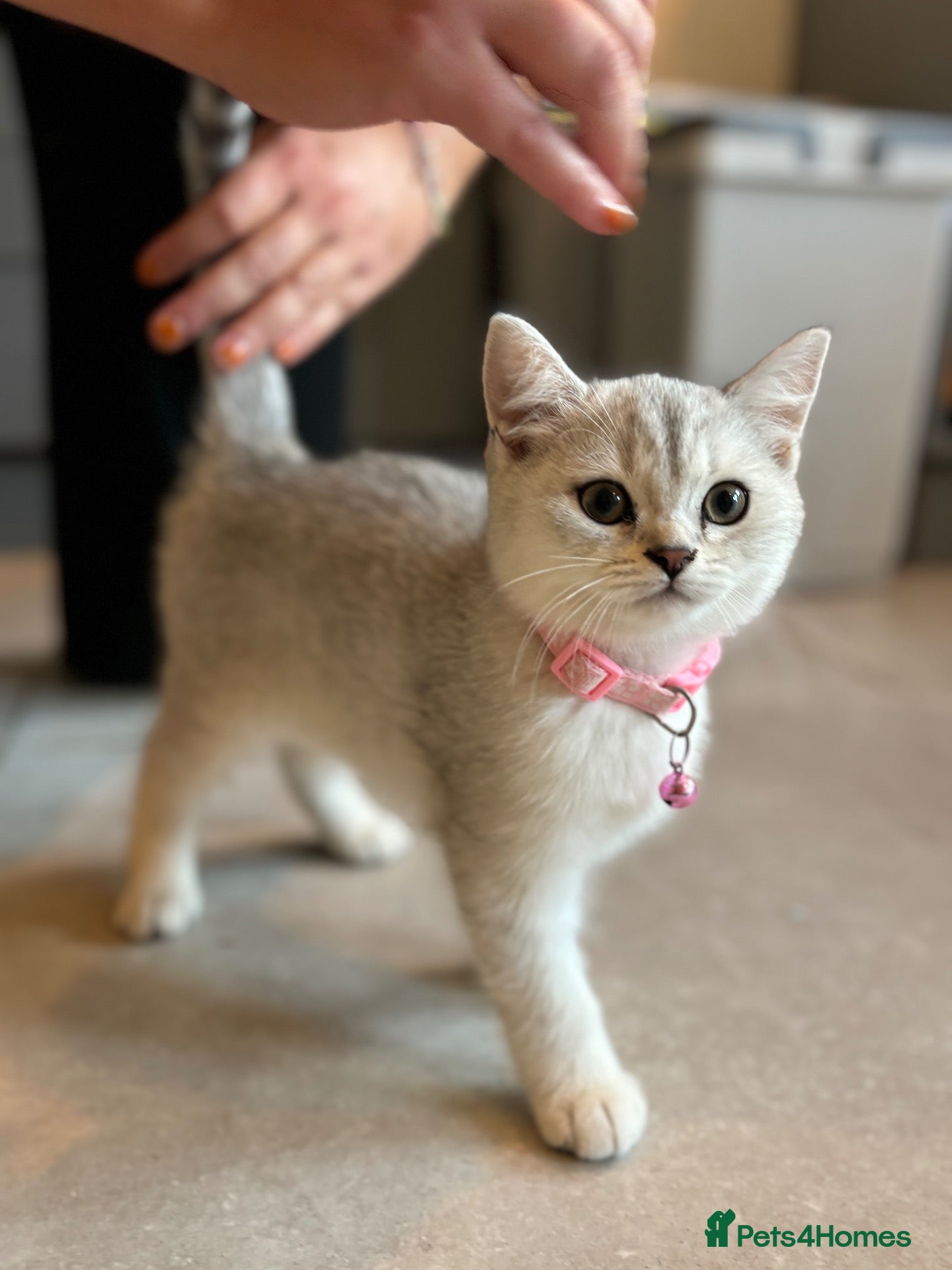 British Shorthair cats Stunning Snow Spot BSH Kittens  - Advert 1