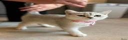 British Shorthair cats for sale: Stunning Snow Spot BSH Kittens  - Advert 1