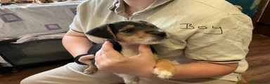 Mixed Breed 9