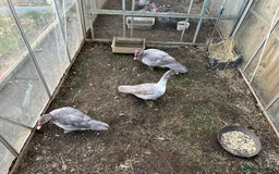 Ducks poultry for sale: Muscovy duck  - Image 1