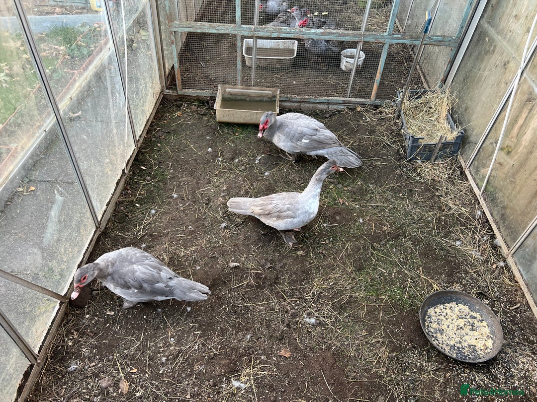 Ducks poultry for sale: Muscovy duck  - Image 1