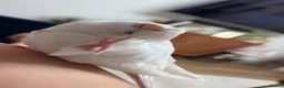 Cockatiels birds for sale: Albino Cockatiel Female in Fareham - Advert 5