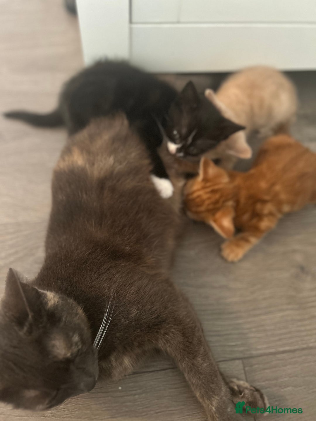 Mixed Breed cats for sale: 3 beautiful kittens for sale  - Image 10