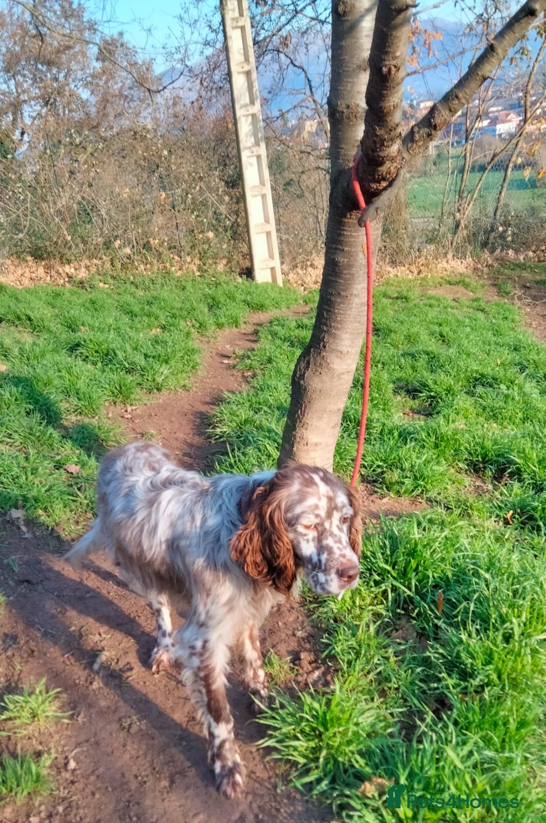 English Setter dogs for adoption: Yako  - Advert 8