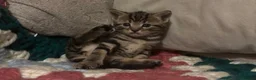 Domestic Shorthair cats for sale: Beautiful kittens looking for their forever homes - Advert 8