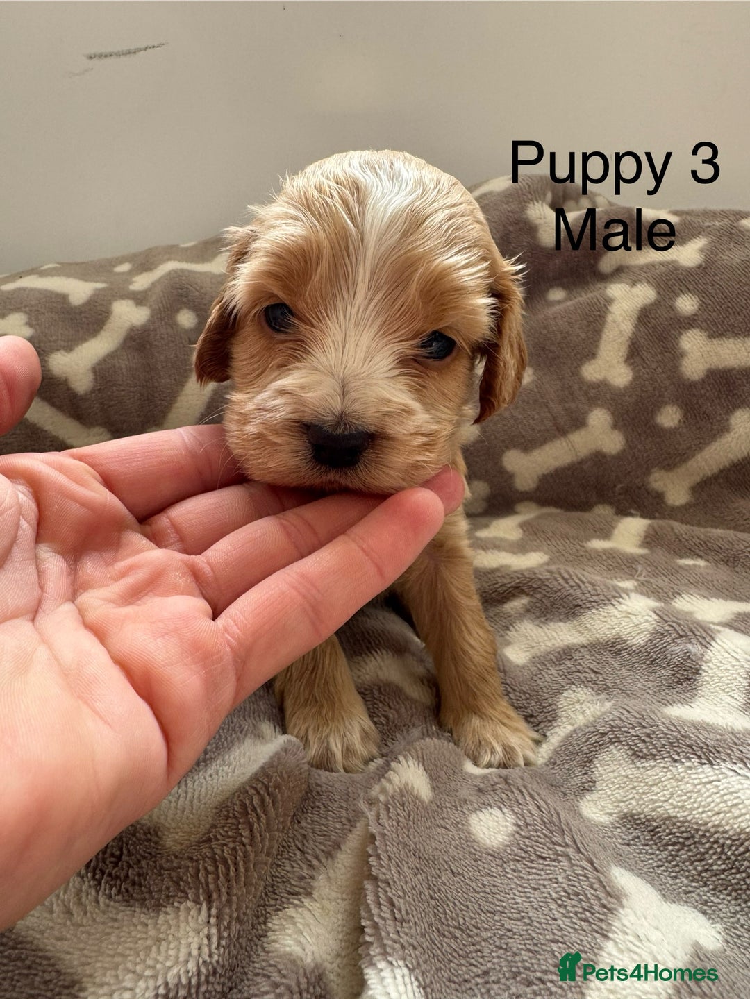 Cocker Spaniel dogs for sale: 🐾⭐️Exceptional ShowType Cocker Spaniel Puppys🐾⭐️ - Image 19