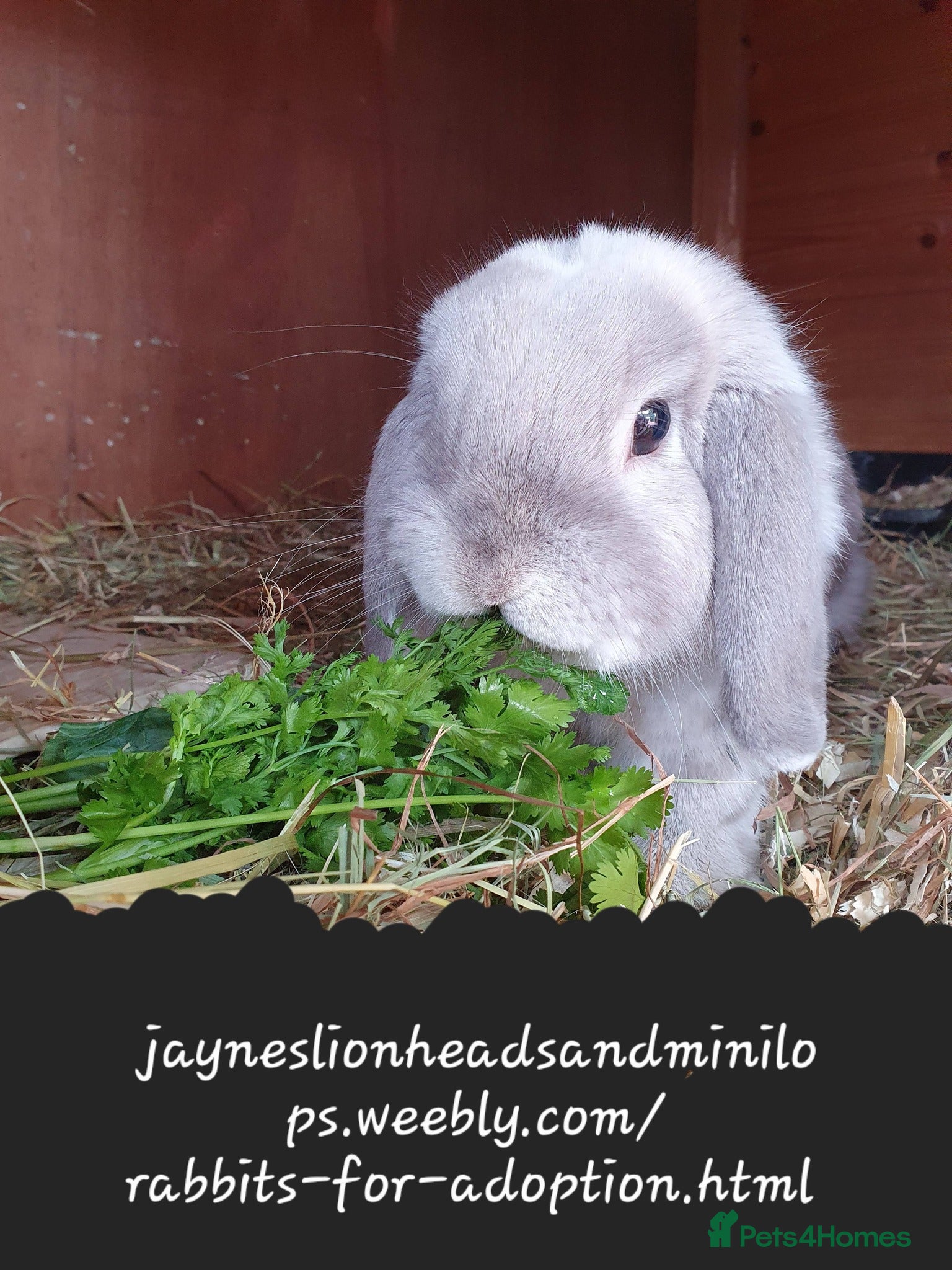 Mini Lop rabbits Spayed and neutered rabbits for adoption Vac rhd2 - Advert 19