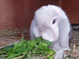 Mini Lop rabbits Spayed and neutered rabbits for adoption Vac rhd2 - Advert 19